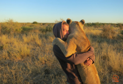 摄影师和非洲狮子的零距离接触