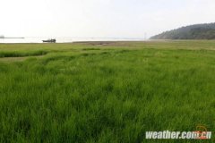 鄱阳湖干涸现万亩“大草原”景观