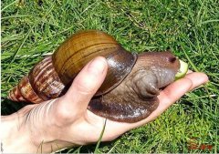 20厘米长的非洲蜗牛入侵中国 对农作物危害极大
