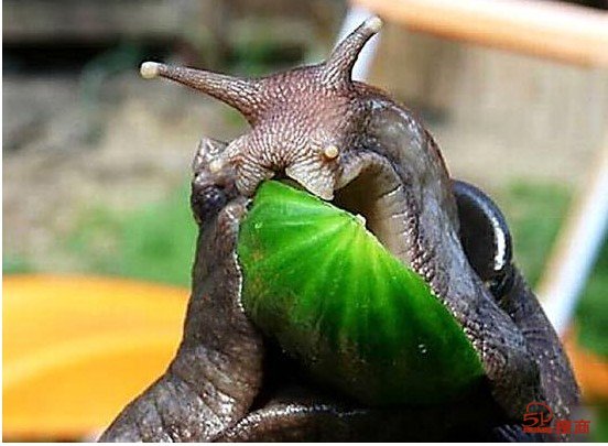 大蜗牛啃食蔬菜