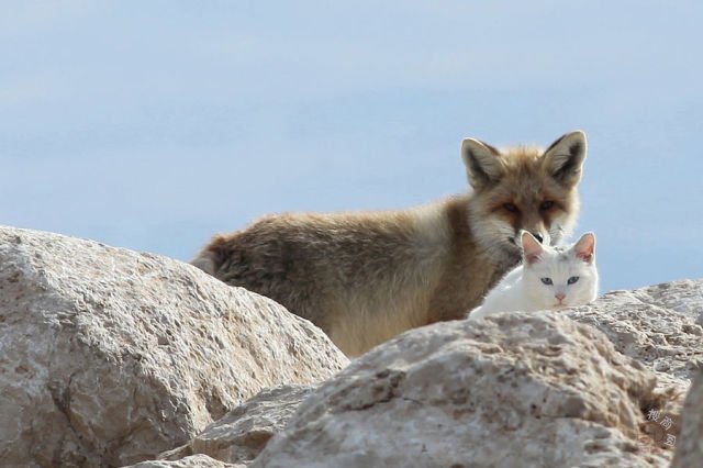 跨越物种的友谊（狐狸和猫的友谊）