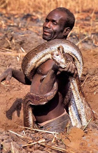 捕蟒蛇的非洲人