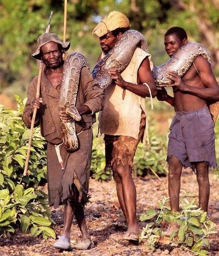 捕蟒蛇的非洲人