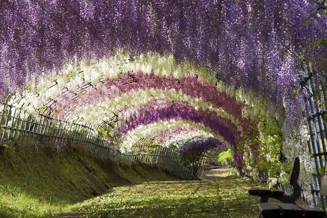 紫藤花隧道，日本
